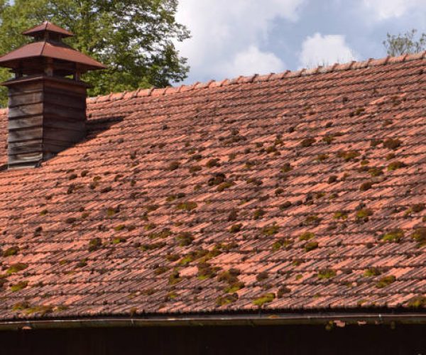old house roof overgrown with moss and lichens