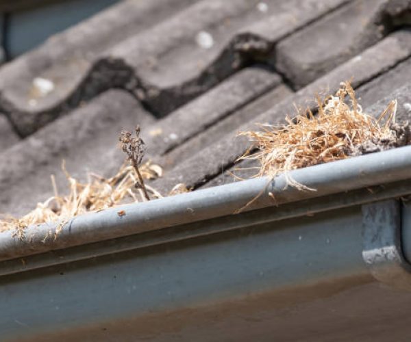 Gutter clogged with grass and leafs, poor maintenance. Plumber needed.