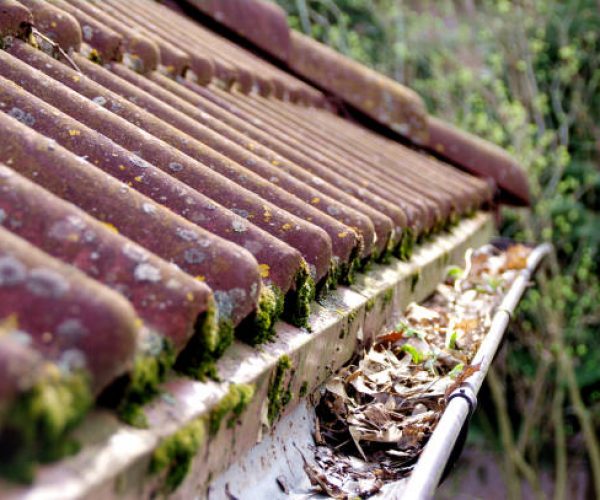 Dirty roof with dense moss and gutter with leaves requiring cleaning